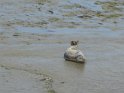 2019-09-28 11-10-24 Phoques dans l'Arguenon FGn